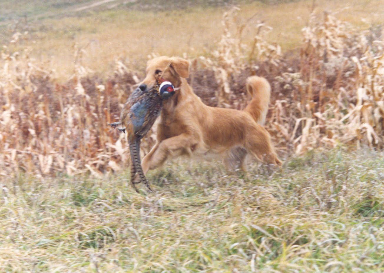 Dogs Don’t Care About Being Politically Correct